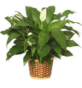 Peace Lily