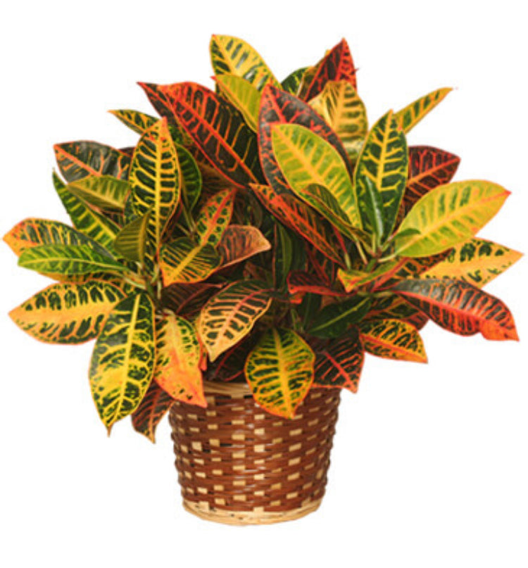 Croton Plant