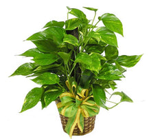 Load image into Gallery viewer, Golden Pothos (Ivy)
