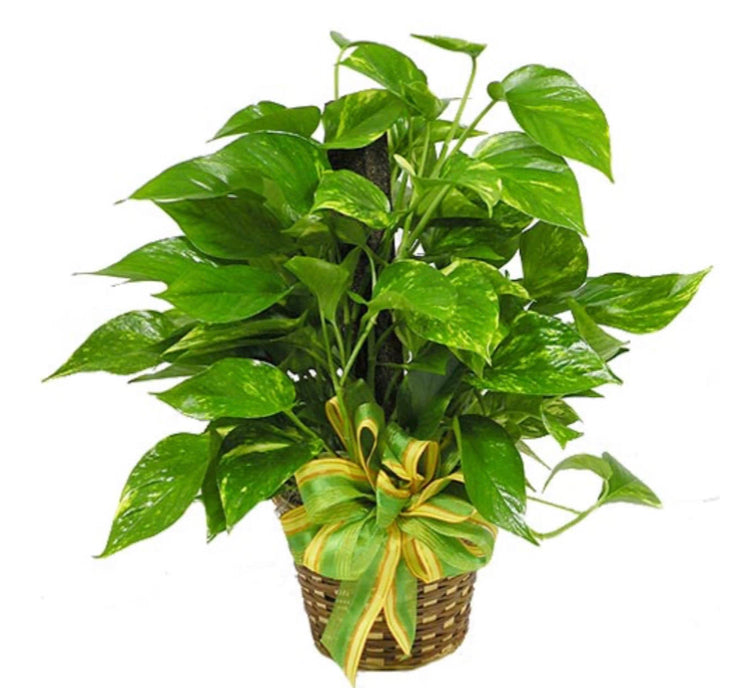 Golden Pothos (Ivy)