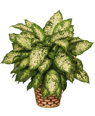 Dieffenbachia (Dumb Plant)