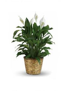 Peace Lily