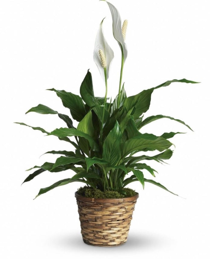 Peace Lily