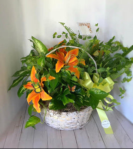 Plant Baskets