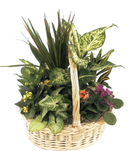 Plant Baskets